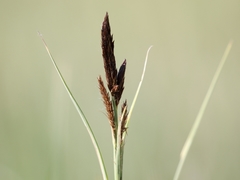 Carex acutiformis