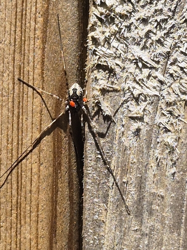 Saddleback Harvestman