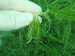 Caulerpa