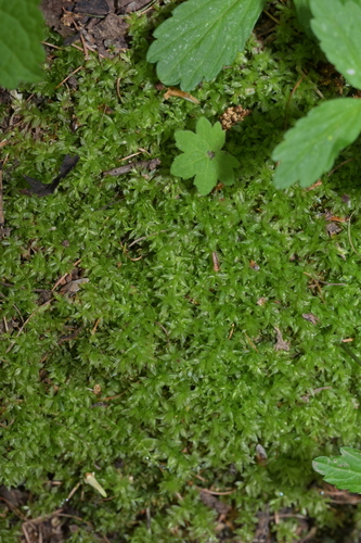 Plagiomnium acutum observed 2026-06-13
