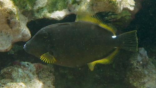 Cantherhines sandwichiensis observed 2026-06-11