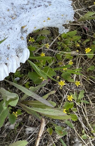 Alkali Buttercup