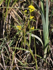 Rorippa amphibia