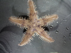 Astropecten