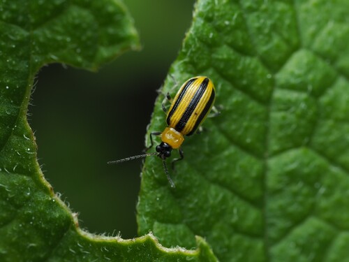 Striped cucumber beetle