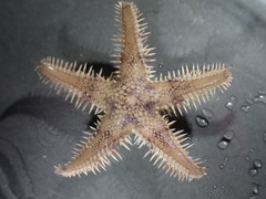 Astropecten