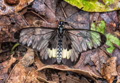 Acraea semivitrea