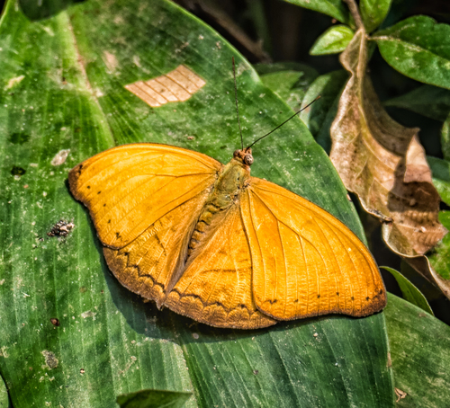Cymothoe ochreata