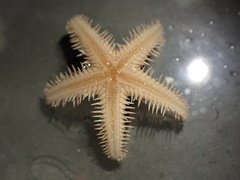 Astropecten