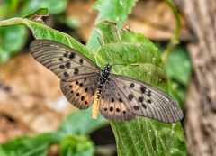 Acraea rogersi