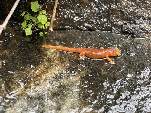 iNaturalist observation photo of Sierra Newt