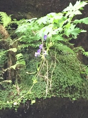 Aconitum noveboracense