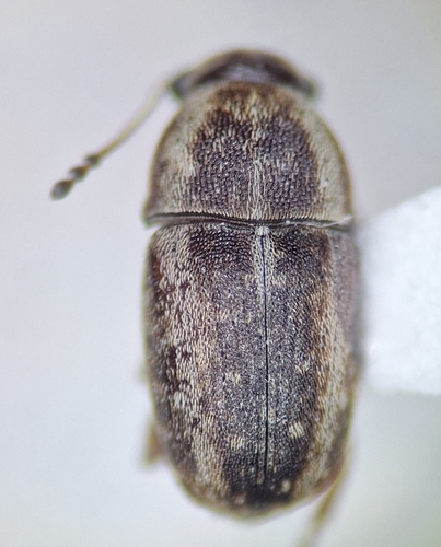 Araecerus levipennis observed 2026-05-22