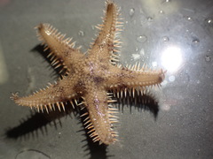 Astropecten