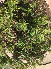 Magnoliopsida