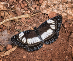 Neptis seeldrayersi