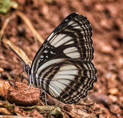 Neptis seeldrayersi