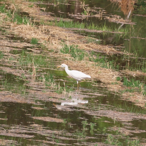 Western Cattle-Egret