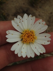 Layia glandulosa