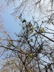 Achatocarpus nigricans