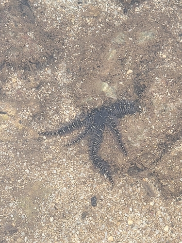 Breviturma pica observed 2026-06-14