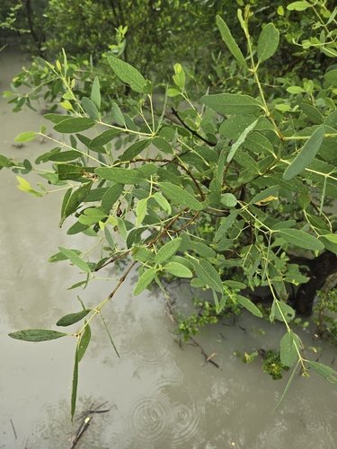 Sonneratia apetala