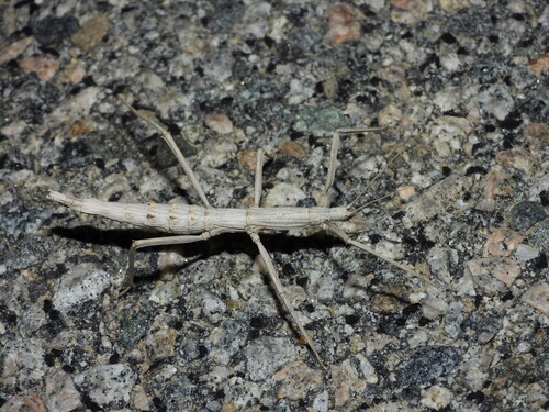 Gray Walkingstick