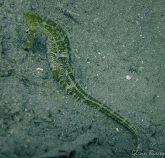 Hippocampus jayakari