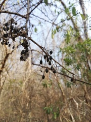 Achatocarpus nigricans