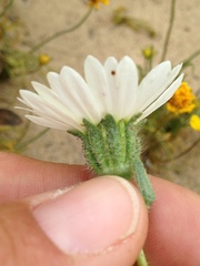 Layia glandulosa