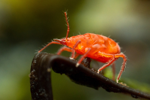 Neomulgus littoralis