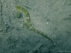 Hippocampus jayakari