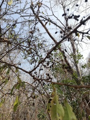 Achatocarpus nigricans