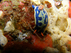 Hypselodoris festiva