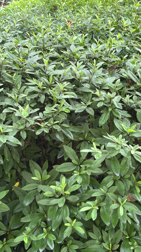 Rhododendron simsii observed 2026-06-15