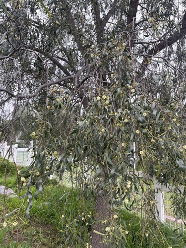 Willow Acacia