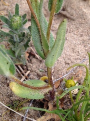 Layia glandulosa