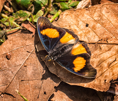 Junonia westermanni
