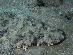 Papilloculiceps longiceps