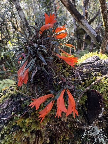 Dendrobium subacaule observed 2026-03-28