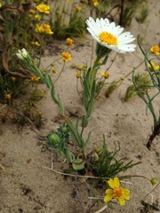 Layia glandulosa