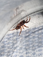 Asagena americana