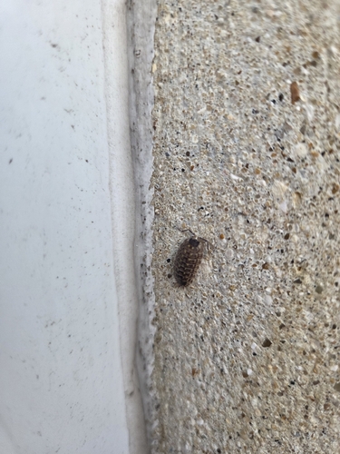 Brickwork Woodlouse