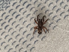 Asagena americana