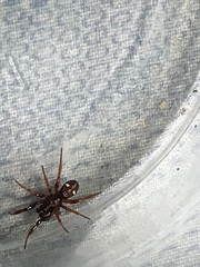 Asagena americana