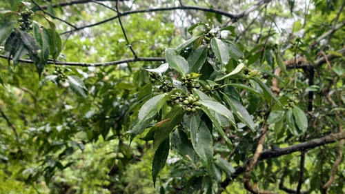 Symplocos sumuntia observed 2026-06-15