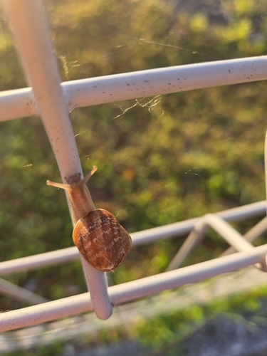 Garden Snail