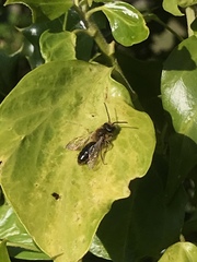 Andrena haemorrhoa