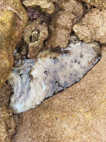 Stichopus horrens observed 2026-06-14