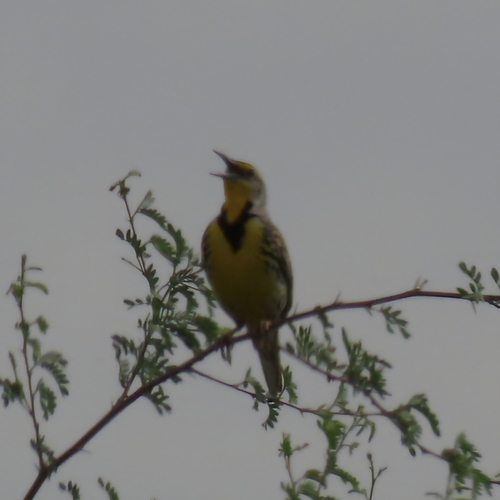 Western Meadowlark